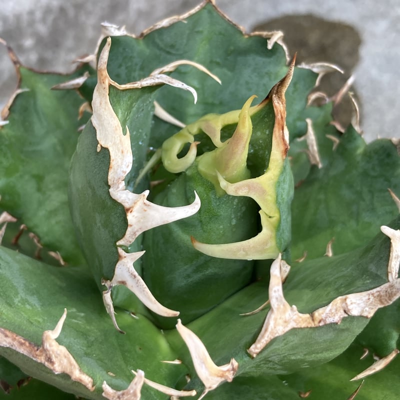 アガベチタノタ鬼爪 Agave titanota 'Ghost Claw' 鉢付き発送 | アガベチタノタ鬼爪 Agave titanota 'Ghost Claw' 鉢付き発送 |