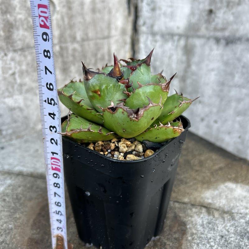 BMP産）アガベ オテロイ Agave oteroi 選抜BMP04 鉢付き発送 | bl