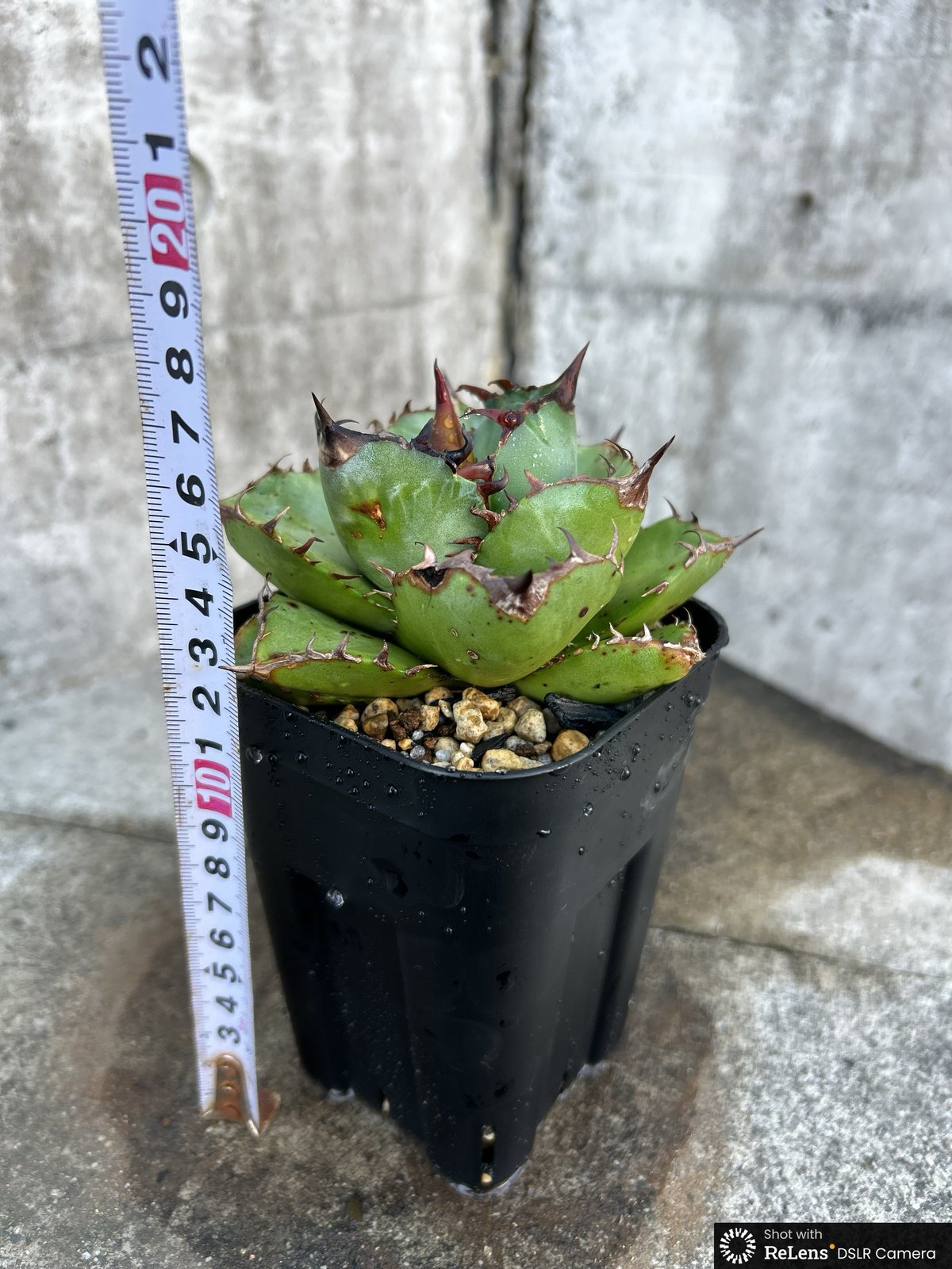 BMP産）アガベ オテロイ Agave oteroi 選抜BMP04 鉢付き発送 | bl