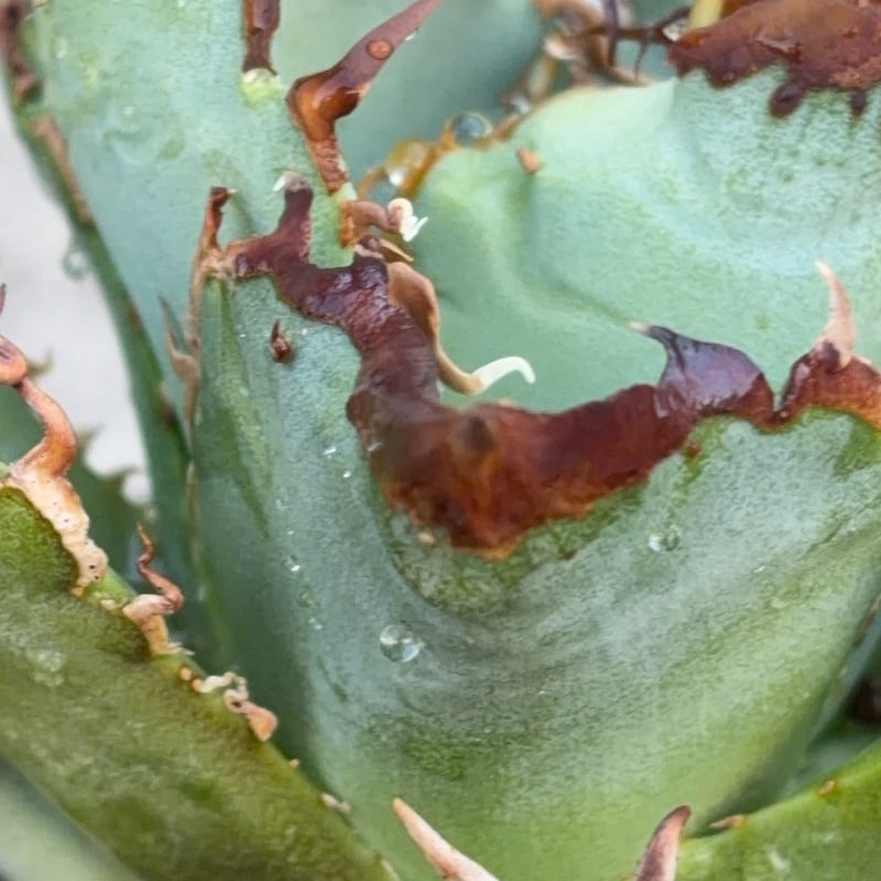 アガベチタノタ地勇星 子株付き Agave titanota “Chiyuusei” 鉢付き