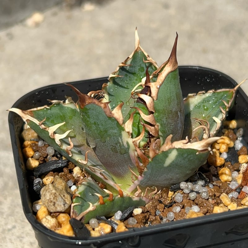 初出品【速達発送】②希少　選抜　サイズ大　アガベ　チタノタ　赤猫錦　TC 速達【鉢ごと発送】活着済 美株 太刺 アガベ チタノタ 金剛