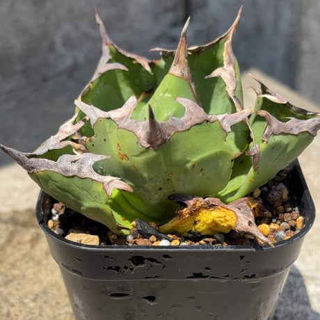アガベチタノタ蟹 Agave titanota crab  鉢付き発送