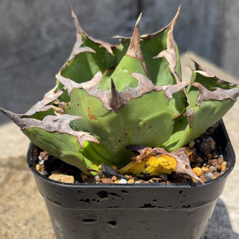 アガベ　チタノタ　蟹　鉢付き アガベチタノタ蟹 Agave titanota crab 鉢付き発送 | blackmon