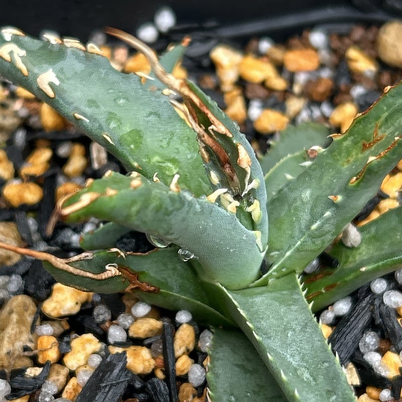 BMP産）アガベ ユタエンシス エボリスピナ 子株 Agave utahensis ebor