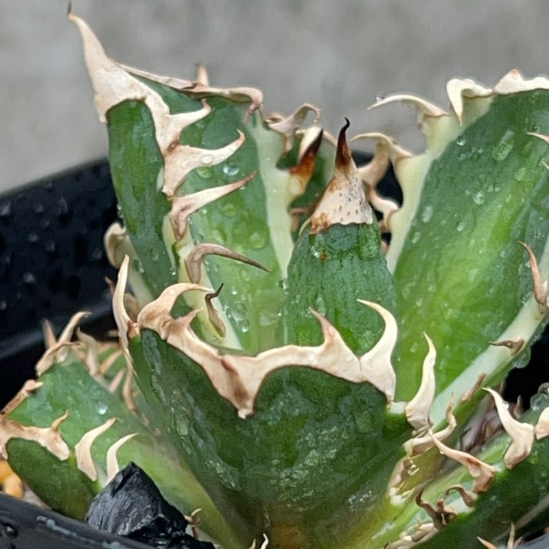 アガベ チタノタ レッドキャットウィーズル錦 地獄猫 赤猫錦 白