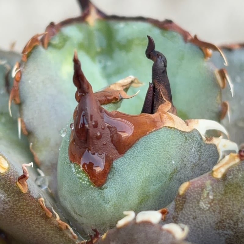 アガベチタノタオアハカ agave titanota oaxaca SUPER DWARF鉢付