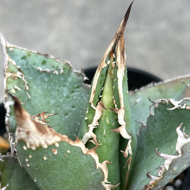 アガベ チタノタ 豆豆龍 Agave titanota totoro トトロ 鉢付き発送 |