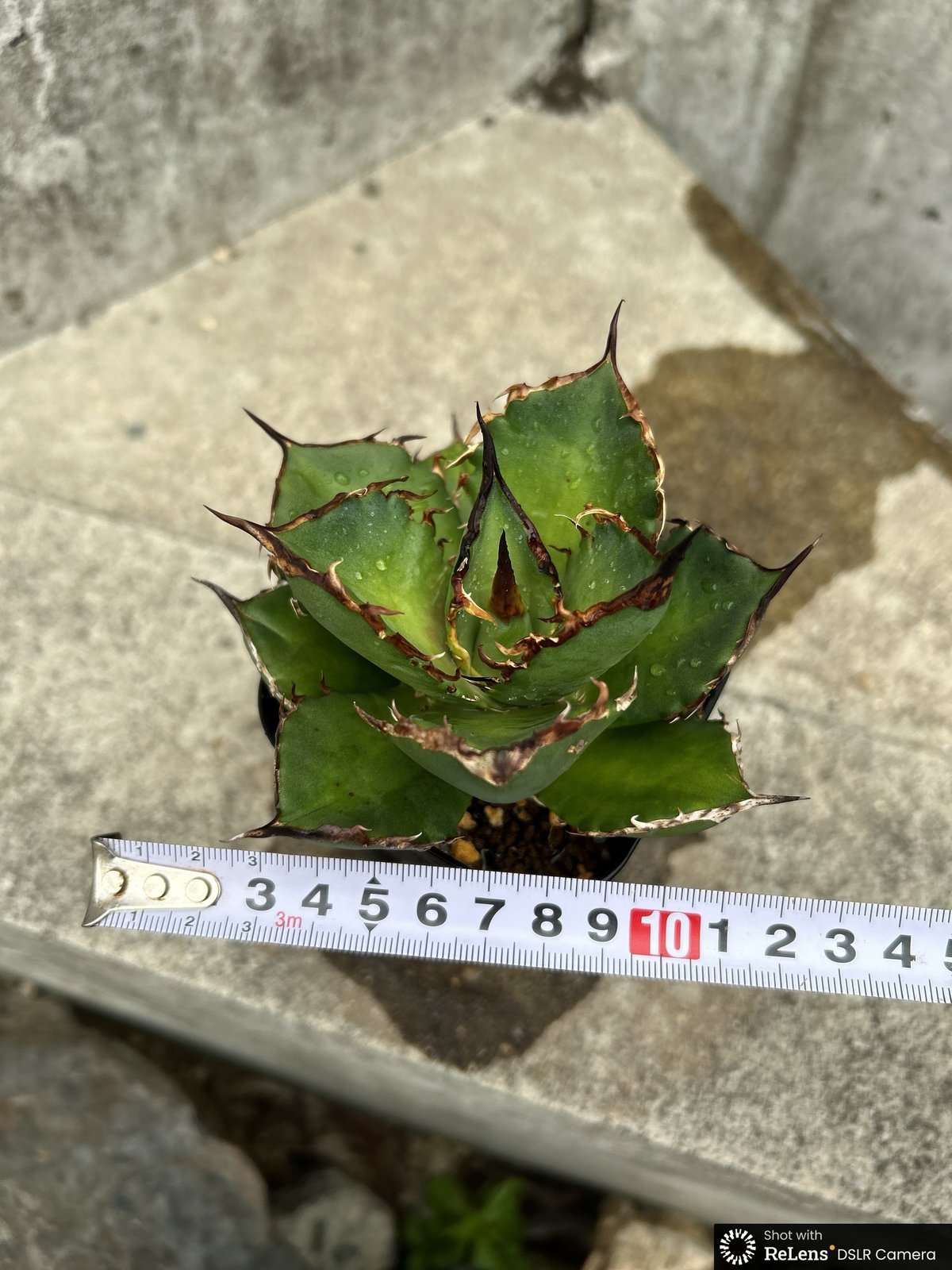 アガベ チタノタ シャークソード 鯊魚剣 鉢付き発送 | blackmonster