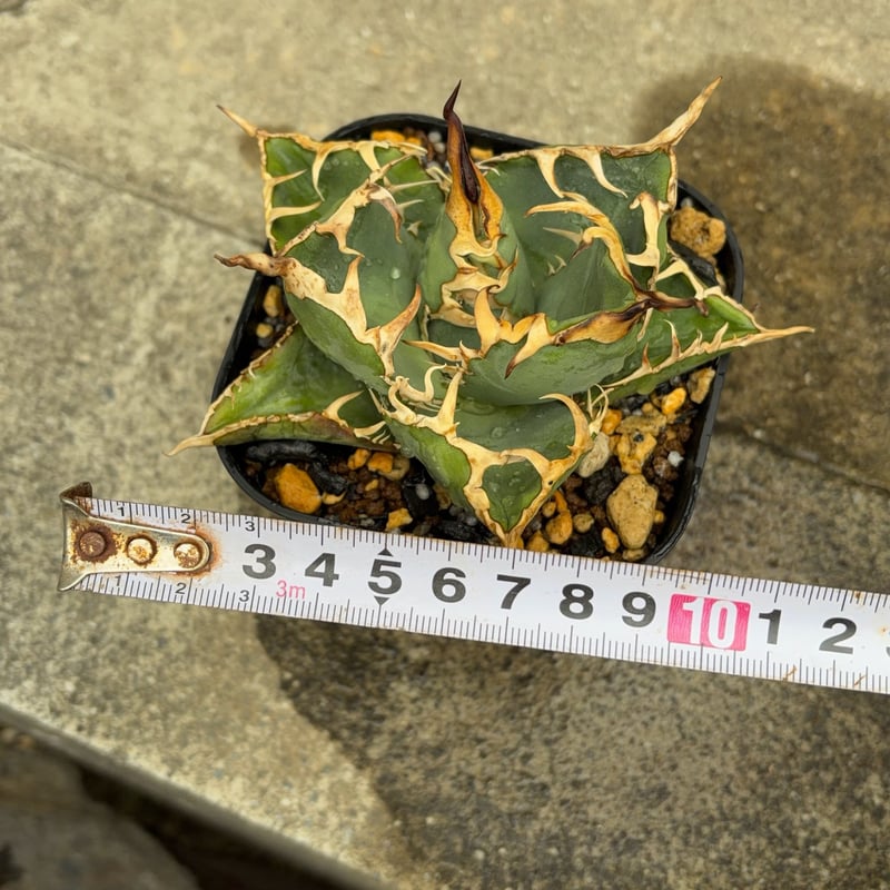 ア*ト様 親株出品オアハカオテロイ ブルー肌oaxaca oteroi(青獅子 アガベオテロイオアハカ Agave oteroi “Oaxaca”鉢付き発送 | black