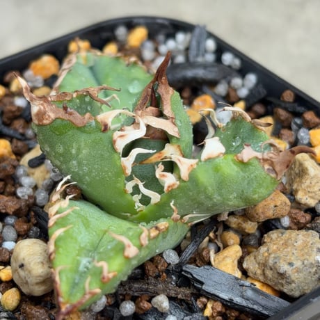 blackmonster plants
