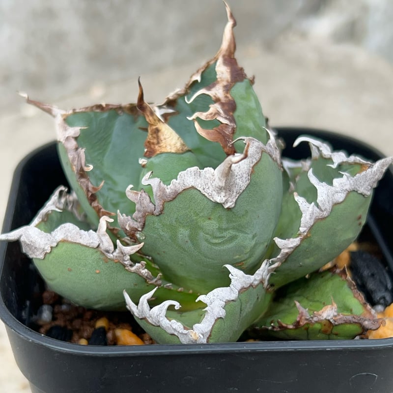 アガベ チタノタ 包心龍 Agave titanota Baoxinlong 鉢付き発送