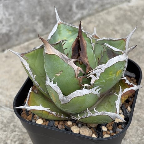 オアハカ　アガベ アガベ チタノタ オアハカ Agave titanota Oaxaca 18 | 多肉植物