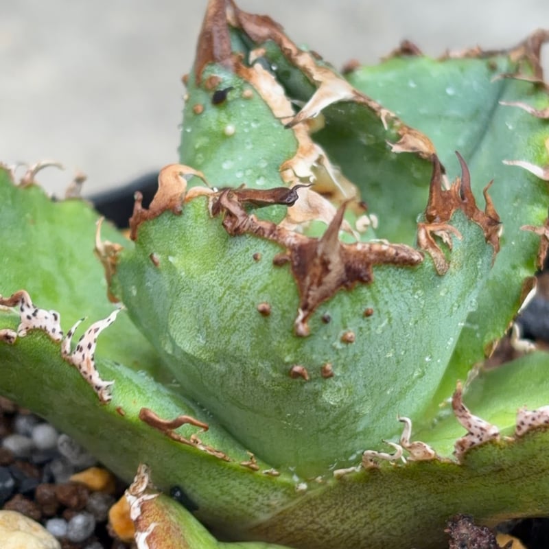 アガベチタノタ蚩尤 Agave titanota chiyou 鉢付き発送 | black