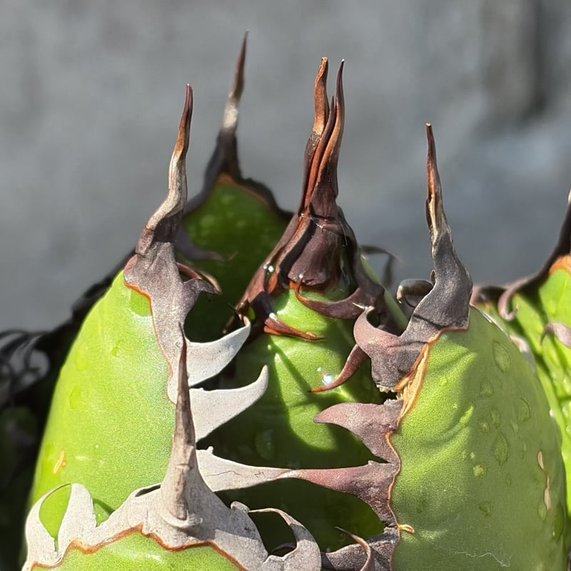 アガベ ホリダ Agave horrida 鉢付き発送 | blackmonster pla