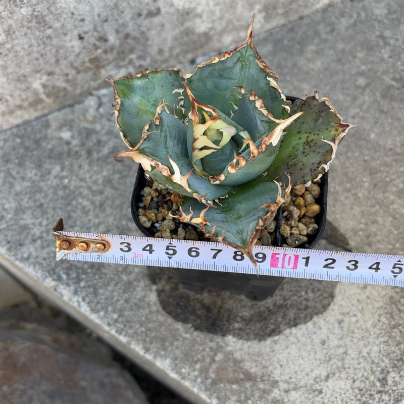 アガベチタノタ金剛 Agave titanota King Kong 鉢付き発送 | bl