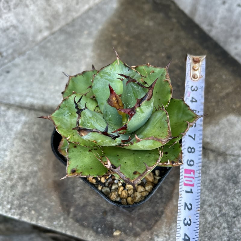 BMP産）アガベ オテロイ Agave oteroi 選抜BMP04 鉢付き発送 | bl