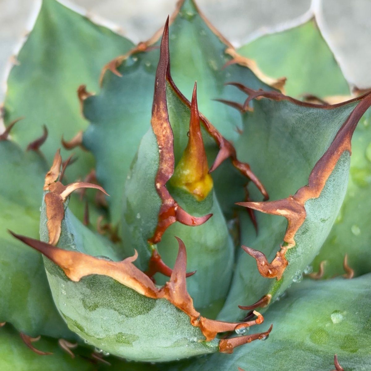 アガベチタノタオアハカ 子株多数付き Agave titanota oaxaca 鉢付き