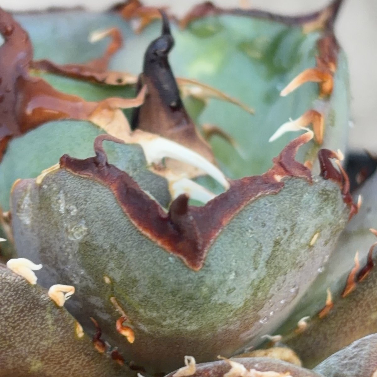 アガベチタノタオアハカ agave titanota oaxaca SUPER DWARF鉢付