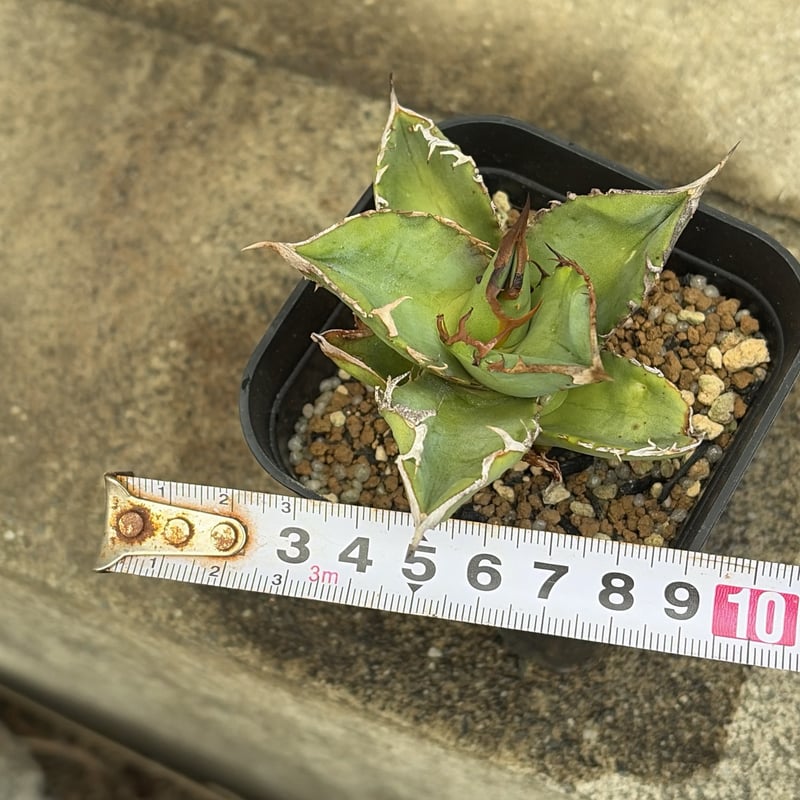 アガベ チタノタ 星空 Agave titanota starry sky 鉢付き発送 |