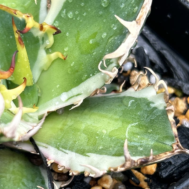 アガベ チタノタ レッドキャットウィーズル錦 地獄猫 赤猫錦 白覆輪斑