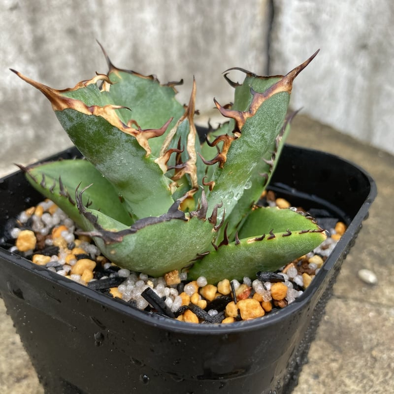 アガベチタノタ　龍牙 アガベ チタノタ 龍牙 agave titanota dragon fang 鉢付き発送 |