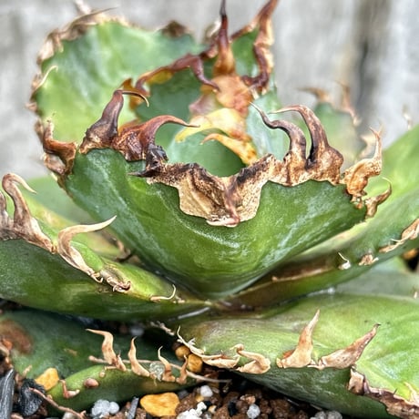 アガベ金剛 | STORES