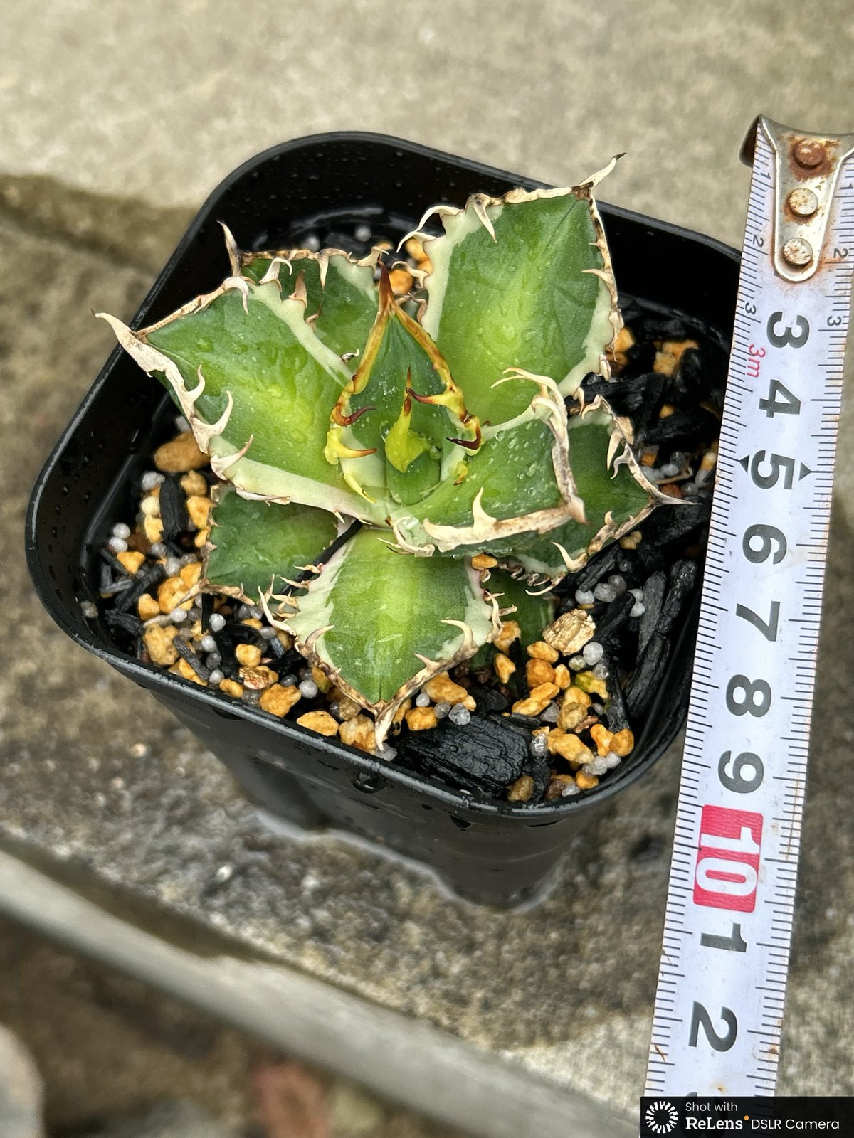 アガベ チタノタ レッドキャットウィーズル錦 地獄猫 赤猫錦 白覆輪斑