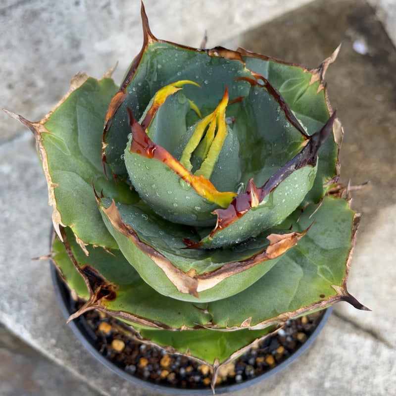 アガベ ジャガーノート 純血 鉢付き発送 | blackmonster plants