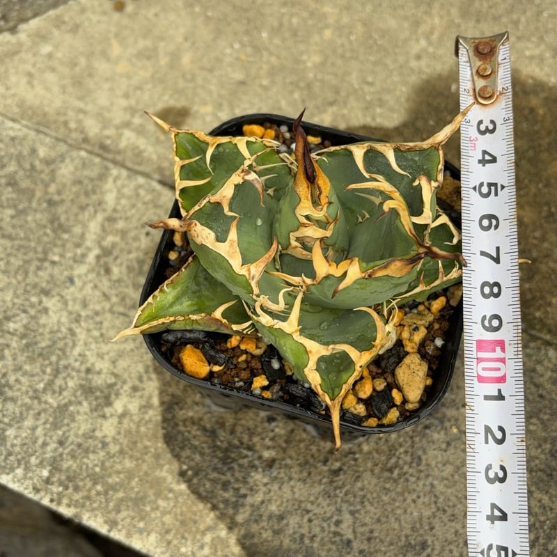 ア*ト様 親株出品オアハカオテロイ ブルー肌oaxaca oteroi(青獅子 アガベオテロイオアハカ Agave oteroi “Oaxaca”鉢付き発送 | black