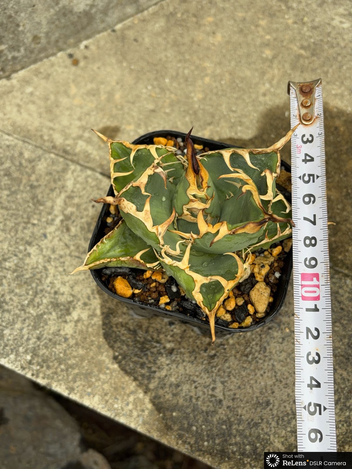 アガベオテロイオアハカ Agave oteroi “Oaxaca”鉢付き発送 | black