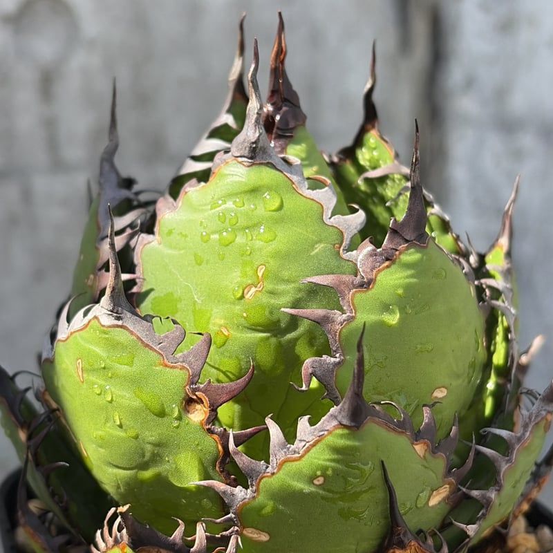 アガベ ホリダ Agave horrida 鉢付き発送 | blackmonster pla