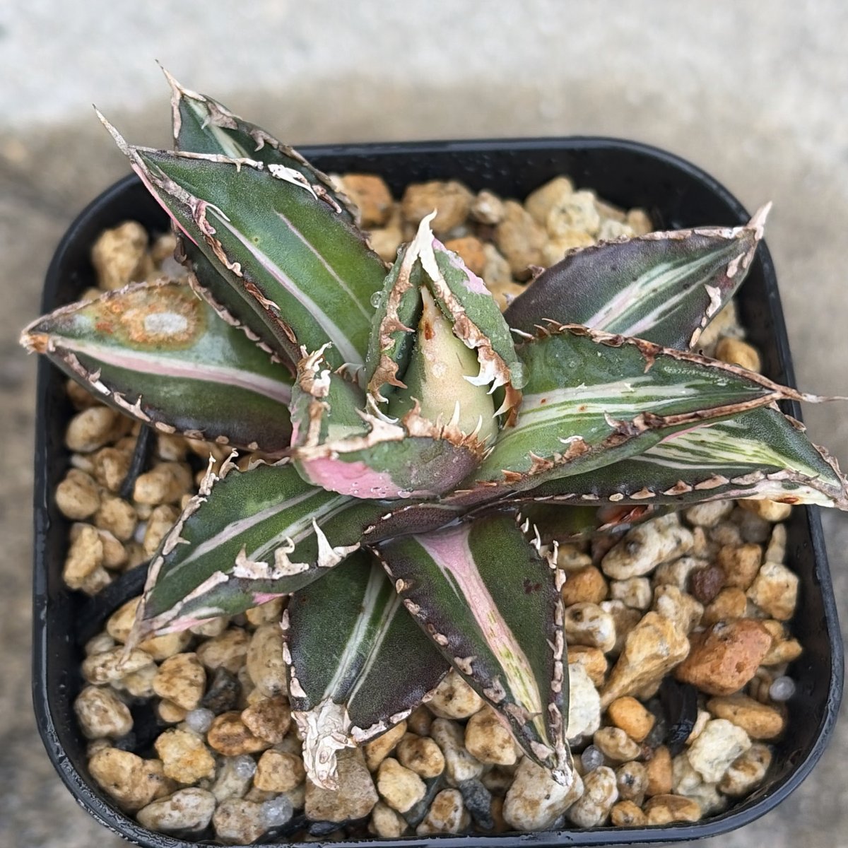 アガベ 狼人錦 アガベ チタノタ 狼人錦 中斑錦 Agave titanota were wolf White