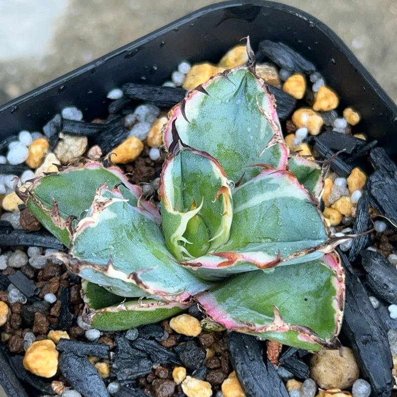 アガベ チタノタ ブラックアンドブルー 錦 白覆輪錦 Agave titanota Bla