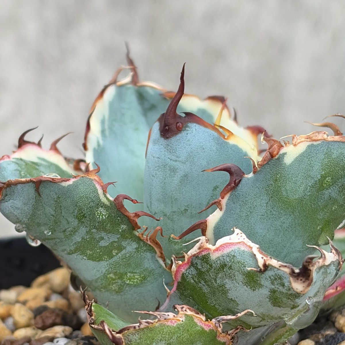 アガベ チタノタ ブラックアンドブルー 錦 白覆輪錦 Agave titanota Bla