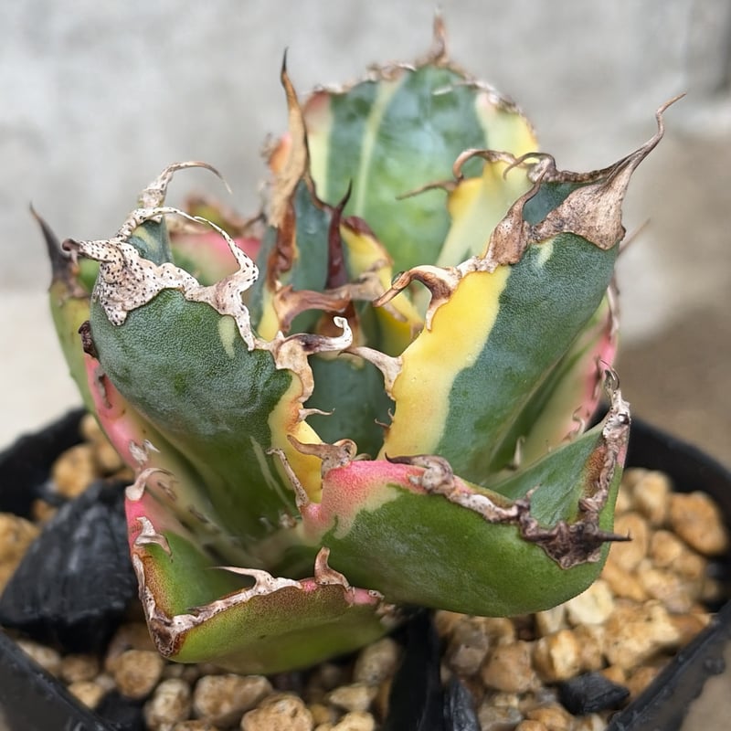 アガベ チタノタ 白鯨錦 白覆輪錦 Agave titanota 'White Whale'