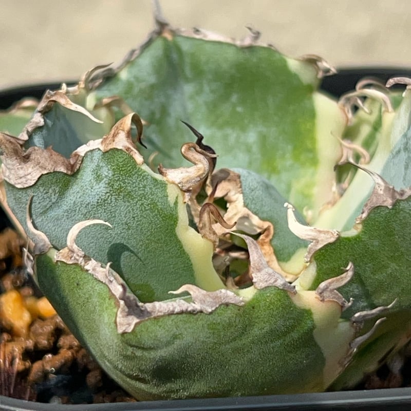 アガベ チタノタ 白鯨錦 白覆輪錦 Agave titanota 'White Whale'