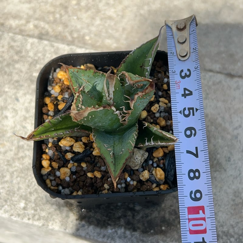 アガベ チタノタ 豆豆龍 Agave titanota totoro トトロ 鉢付き