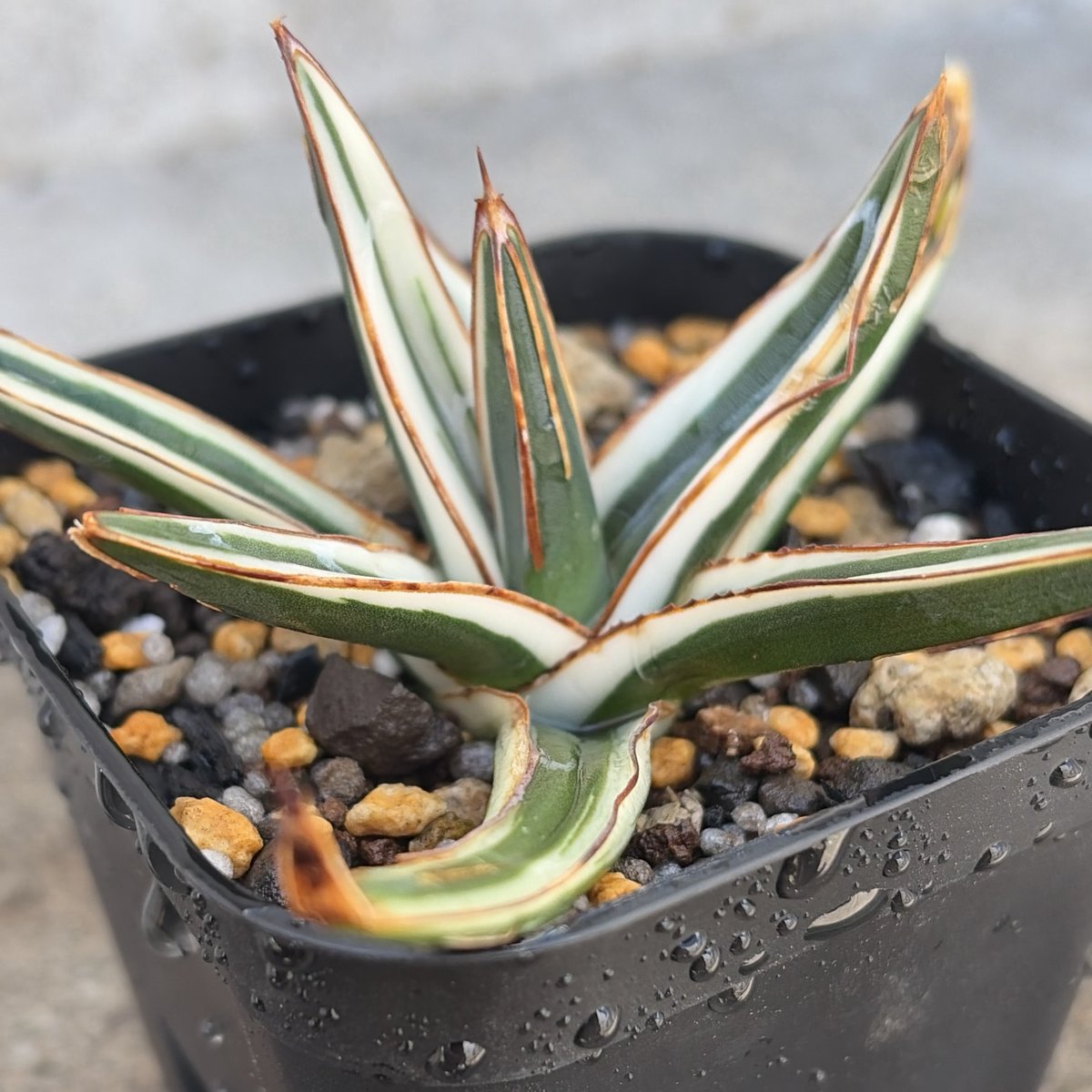 アガベ 笹の雪 氷山 白覆輪種 Agave victoriae-reginae 'Hyouza