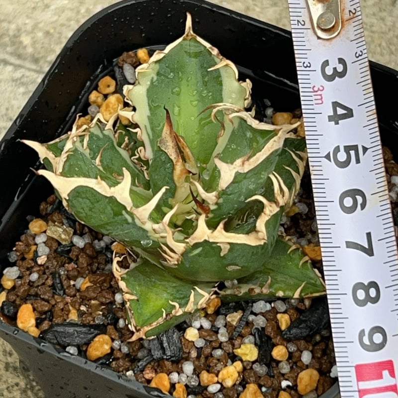 アガベ チタノタ 赤猫錦 レッドキャットウィーズル錦 アガベ チタノタ レッド キャットウィーズル（赤猫）033