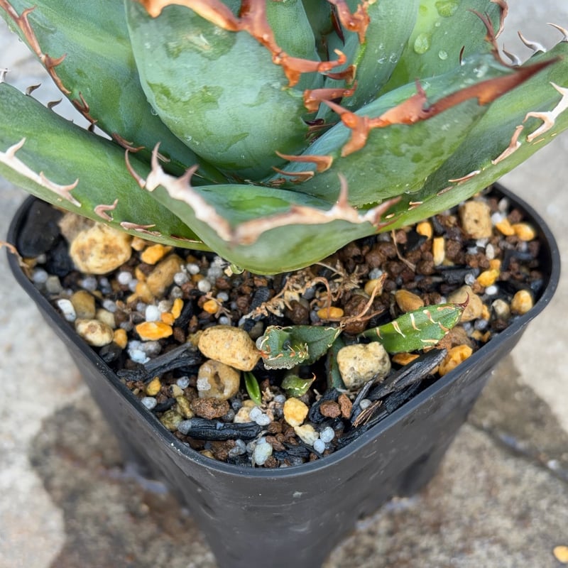 アガベ チタノタ　オアハカ　子株① アガベチタノタオアハカ 子株多数付き Agave titanota oaxaca 鉢付き