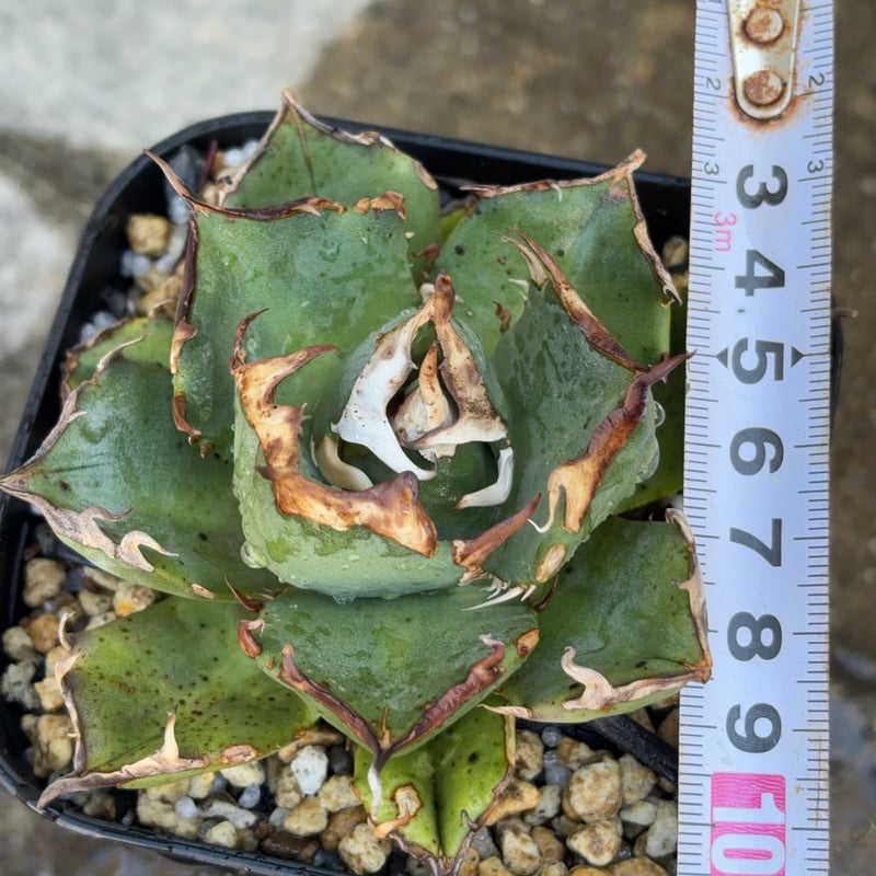 アガベチタノタ雪峰 Agave titanota Snow Crown鉢付き発送 | bla