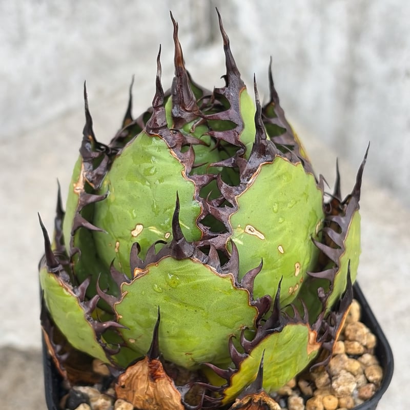 アガベ ホリダ Agave horrida 鉢付き発送 | blackmonster pla