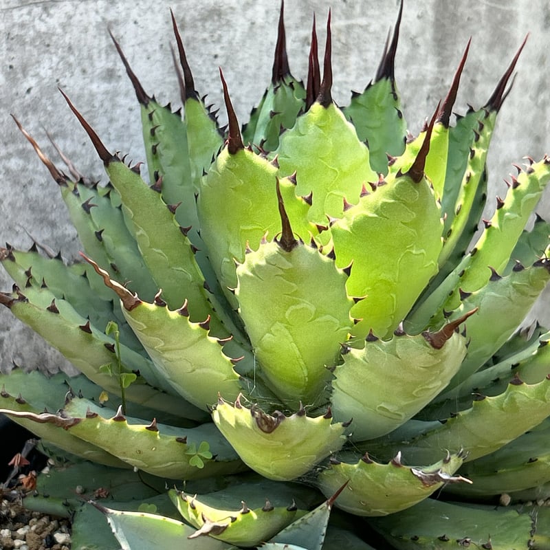 親株 アガベ 曲刺八荒雷神 子株付き アガベ曲刺八荒雷神 陽炎タイプ 子株 鉢付き発送 | blackmonster