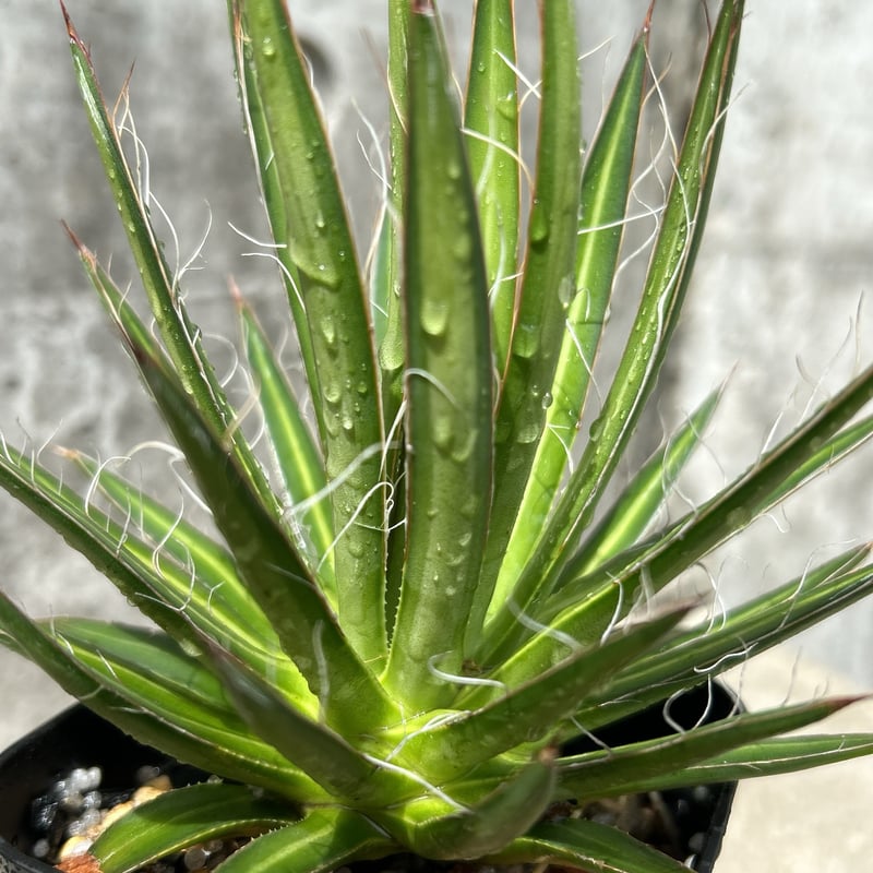 BMP産)アガベフィリフェラ Agave filifera 鉢付き発送 | black