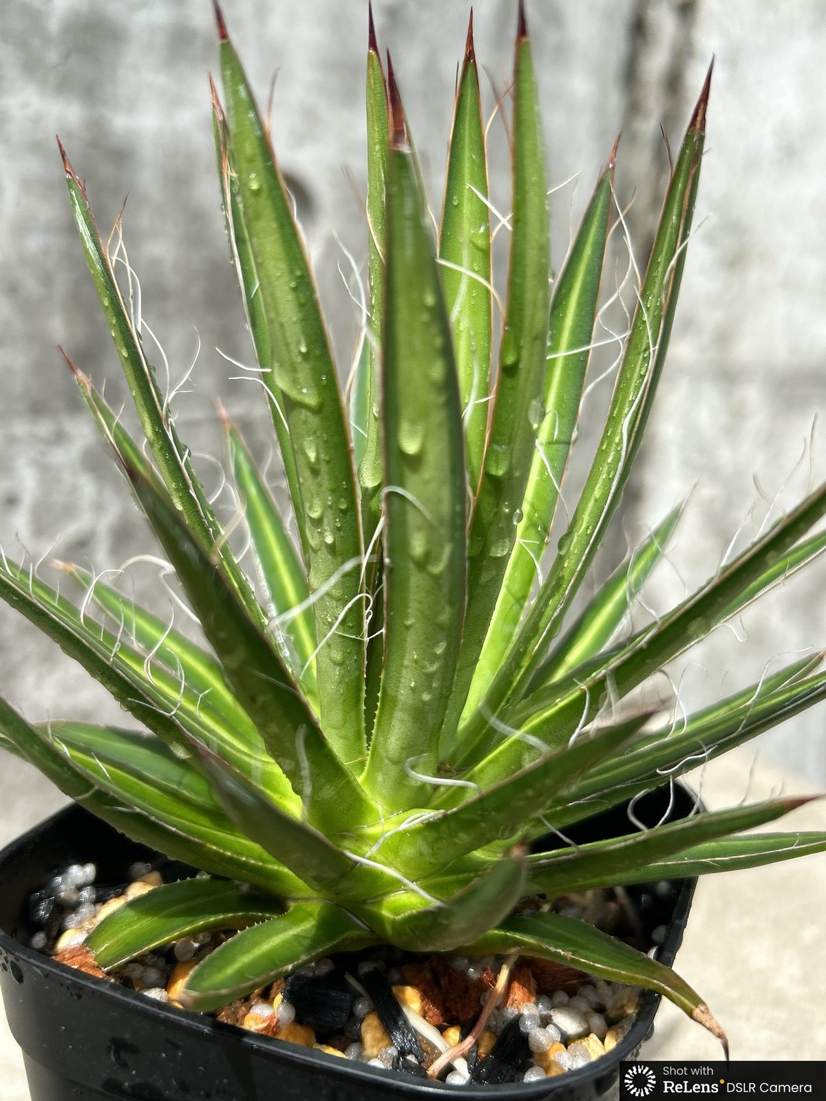BMP産)アガベフィリフェラ Agave filifera 鉢付き発送 | black
