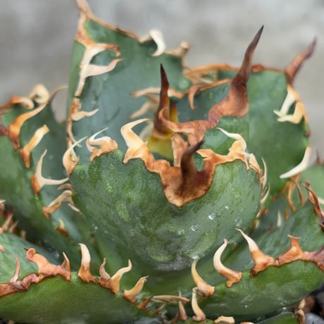 アガベオテロイオアハカ Agave oteroi “Oaxaca”鉢付き発送