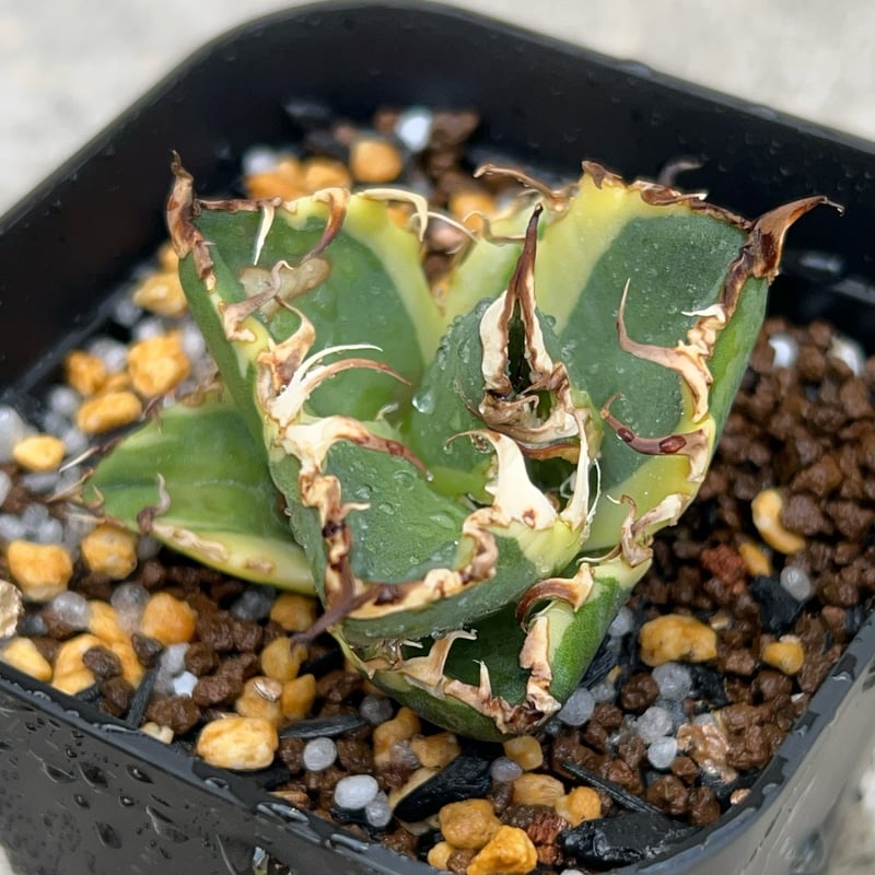 アガベ　チタノタ　シーザー　凱撒　caesar アガベ チタノタ凱撒錦 シーザー 覆輪斑 Agave titanota SUPER