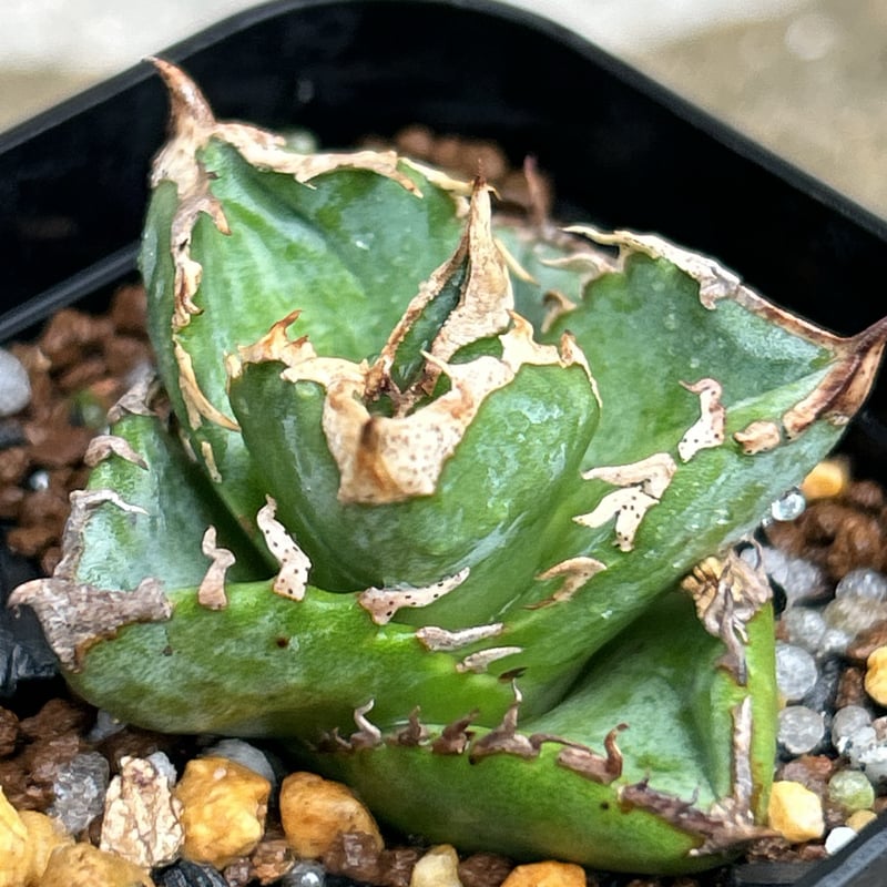 アガベチタノタ白豪棘 agave titanota White Fierce Spines鉢付