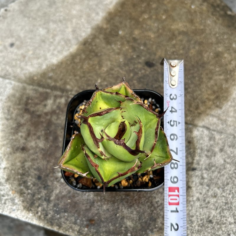 アガベ ジャガーノート 純血 鉢付 【公式通販】