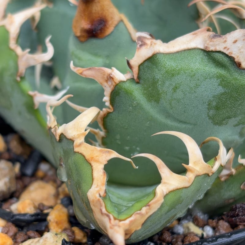 アガベオテロイオアハカ Agave oteroi “Oaxaca”鉢付き発送 | black